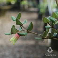 Correa Marian's Marvel 20 Correa Marian's Marvel -GARDEN Shop marian img 0924