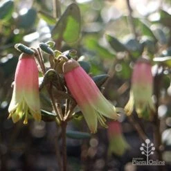 Correa Marian's Marvel 17 Correa Marian's Marvel -GARDEN Shop marian marvel flowers