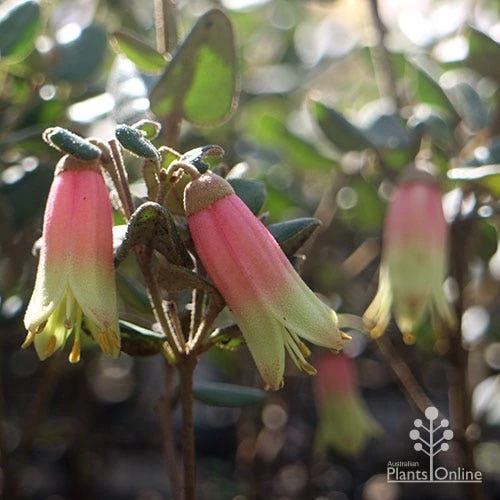 Correa Marian's Marvel 4 Correa Marian's Marvel - Image 4