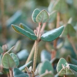 Correa Marian's Marvel 23 Correa Marian's Marvel -GARDEN Shop marians marvel foliage 1