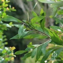 Grevillea Orange Marmalade -GARDEN Shop marmalade foliage