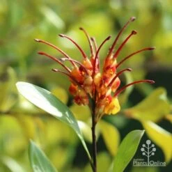 Grevillea Orange Marmalade -GARDEN Shop marmalade grevillea