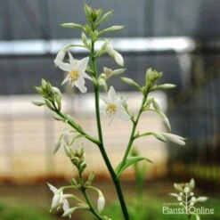 Matapouri Bay - Arthropodium -GARDEN Shop matapouri flower 1