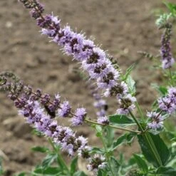 Mint - Seed -GARDEN Shop mentha spicata flowers