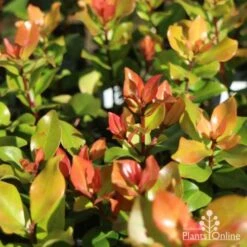 Metrosideros Little Ewan - Dwarf NZ Christmas Bush -GARDEN Shop metrosideros little ewan new leaf 1
