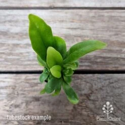 Microsorum Green Flame Fern -GARDEN Shop microsorum green flame 2