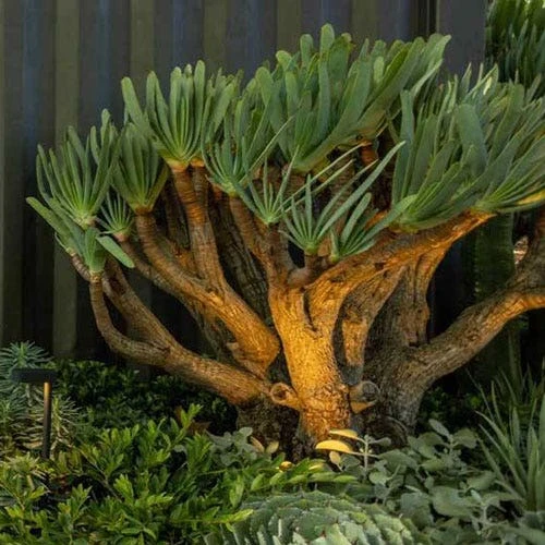 Aloe Plicatilis - Fan Aloe - Succulent 2 Aloe Plicatilis - Fan Aloe - Succulent - Image 2