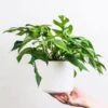 Philodendron Minima - Mini Monstera -GARDEN Shop mini monstera in hand