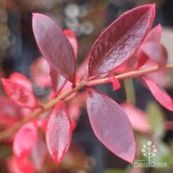 Blueberry Misty -GARDEN Shop misty blueberry autumn colour