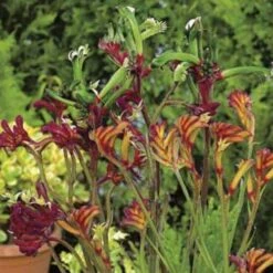 Australian Wildflower Kangaroo Paw - Seed