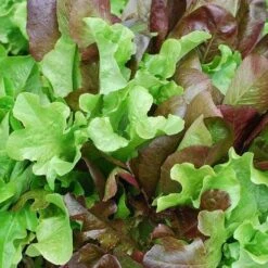 Lettuce Mixed Salad Leaves - Seed 5 Lettuce Mixed Salad Leaves - Seed -GARDEN Shop mixed salad leaves 1