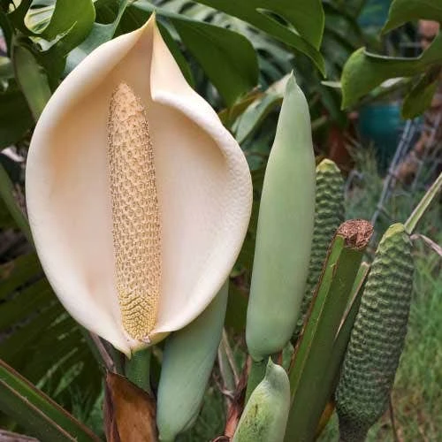 Monstera Deliciosa - Fruit Salad Plant, Swiss Cheese 8 Monstera Deliciosa - Fruit Salad Plant, Swiss Cheese - Image 8