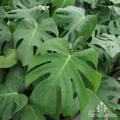 Monstera Deliciosa - Fruit Salad Plant, Swiss Cheese 18 Monstera Deliciosa - Fruit Salad Plant, Swiss Cheese -GARDEN Shop monstera plants 1