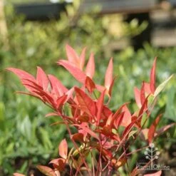 Nandina Moonbay -GARDEN Shop moonbay winter colour