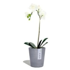 GARDEN Shop -GARDEN Shop morinda blue grey 1 500