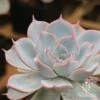 Echeveria Morning Beauty - Succulent -GARDEN Shop morning beauty