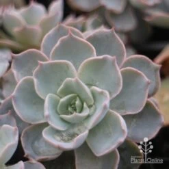 Echeveria Morning Beauty - Succulent -GARDEN Shop morning beauty leaf 500