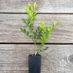 Murraya Sweet Privacy -GARDEN Shop murraya sweet privacy 1