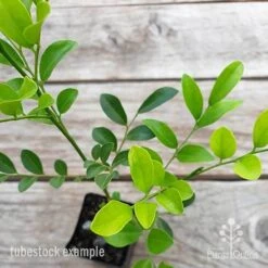 Murraya Sweet Privacy -GARDEN Shop murraya sweet privacy 2