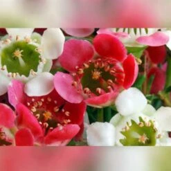 GARDEN Shop -GARDEN Shop my sweet16 flower