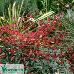 Nandina FLIRT