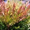 Nandina Gulf Stream -GARDEN Shop nandina gulf stream crop 1