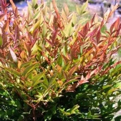 Nandina Gulf Stream