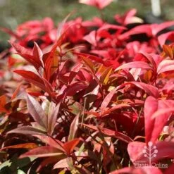 Nandina Obsession -GARDEN Shop nandina obsession foliage colour