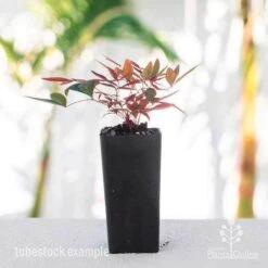 Nandina Obsession -GARDEN Shop nandina obsession tube