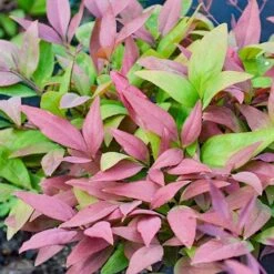 Nandina BLUSH 12 Nandina BLUSH -GARDEN Shop nandina blush