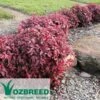 Nandina BLUSH­ -GARDEN Shop nandina blush
