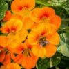 Nasturtium Alaska Salmon Variegated - Seed -GARDEN Shop nasturtium alaska bee