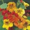 Nasturtium Trailing Mix - Seed -GARDEN Shop nasturtium trailing mixed 500