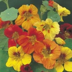 Nasturtium Trailing Mix - Seed
