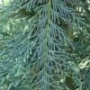 Cupressocyparis Naylors Blue - Leyland Cypress