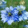 Nigella Miss Jekyll - Love In A Mist - Seed -GARDEN Shop nigella closeup 500 1 1