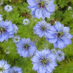 Nigella Miss Jekyll - Love In A Mist - Seed 5 Nigella Miss Jekyll - Love In A Mist - Seed -GARDEN Shop nigella group