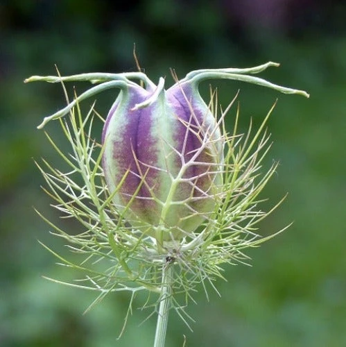 Nigella Miss Jekyll - Love In A Mist - Seed 2 Nigella Miss Jekyll - Love In A Mist - Seed - Image 2