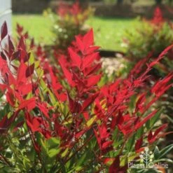 Nandina Obsession -GARDEN Shop obsession backlit 1