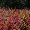 Nandina Obsession -GARDEN Shop obsession hedge