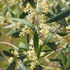 Olive Helena -GARDEN Shop olive blossom stem 3
