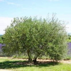 Olive Kalamata -GARDEN Shop olive tree landscape 500 2