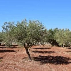 Olive Manzanillo -GARDEN Shop olive trees field 500 1