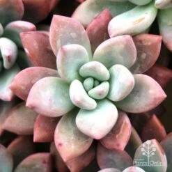 Graptoveria Opalina - Succulent -GARDEN Shop opalina img 4686