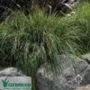 Lomandra Tanika 20 Lomandra Tanika -GARDEN Shop ozbreed tanika 1