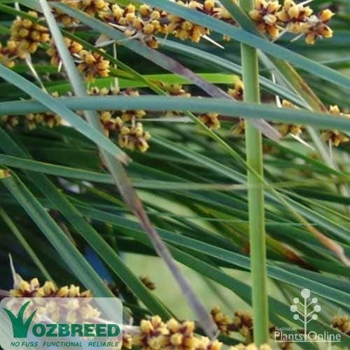 Lomandra Tanika 2 Lomandra Tanika - Image 2