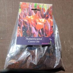 Canna Americana - 1 Bulb -GARDEN Shop pack canna americana