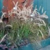 Pennisetum Alopecuroides - Swamp Fountain Grass -GARDEN Shop pennisetum alupec 1