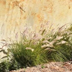 Pennisetum Alopecuroides - Swamp Fountain Grass -GARDEN Shop pennisetum swamp grass rock