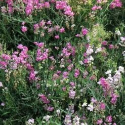 Sweet Pea Everlasting Mix - Seed -GARDEN Shop perennial sweet peas
